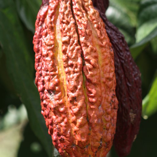 Luker Cacao