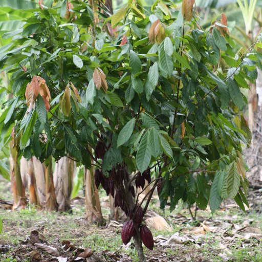 Luker Cacao