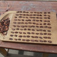 Cut test of gourmet cacao beans