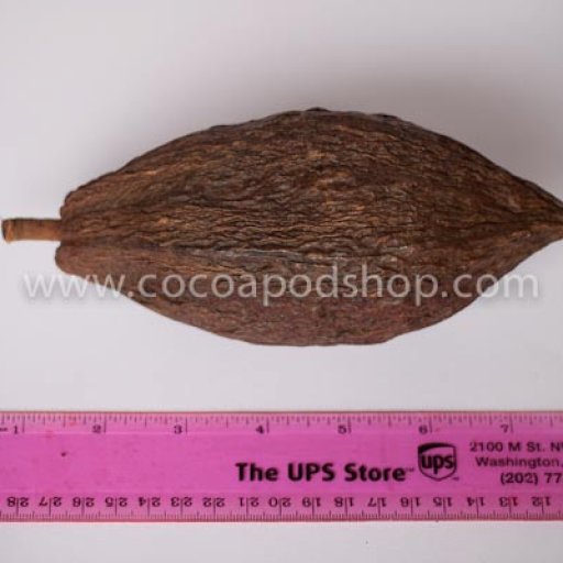 Whole Cocoa Pod Size