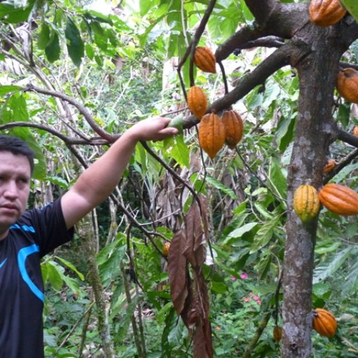 ChocoMuseo Cacao Tours