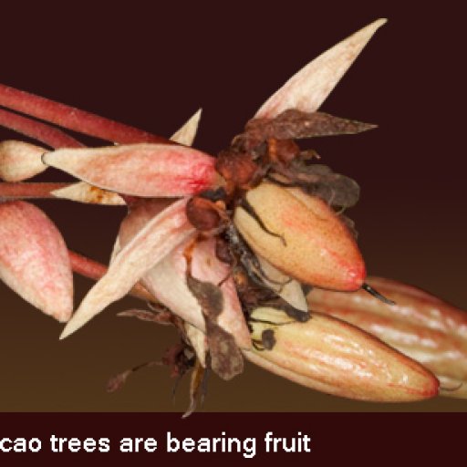 Our_Cacao_trees_are_bearing_fruit