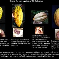 cacao strains