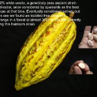 white cacao