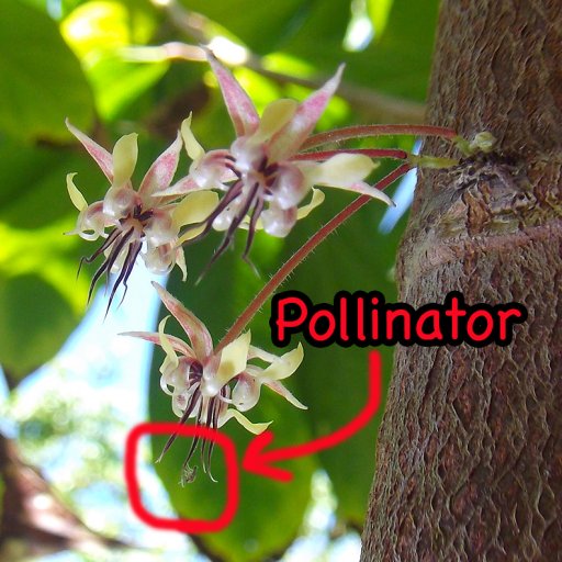 cacao pollinator