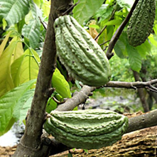 the_harvests_cacao_arriba_nacional