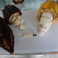 white & violet cacao fruits