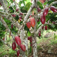 1 Arbol de Cacao