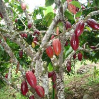 1 Arbol de Cacao