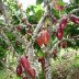 1 Arbol de Cacao