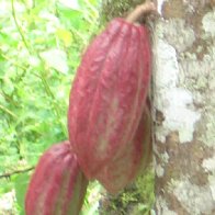 Arbol de Cacao