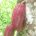 Arbol de Cacao