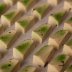 Lemongrass in White Chocolate-15