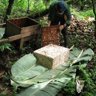 Fressh cacao beans after nectar extraction