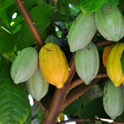 daintree_estates_cocoa