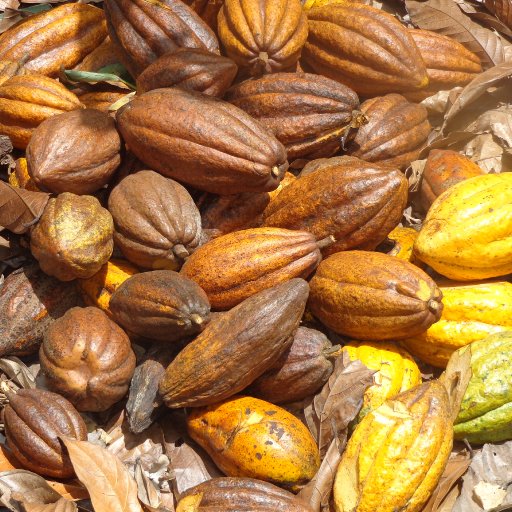 Cacao - Dominican Republic