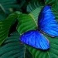 Mombacho Blue Morpho