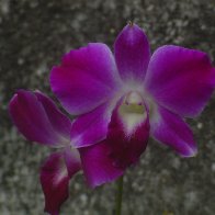 Mombacho Orchid