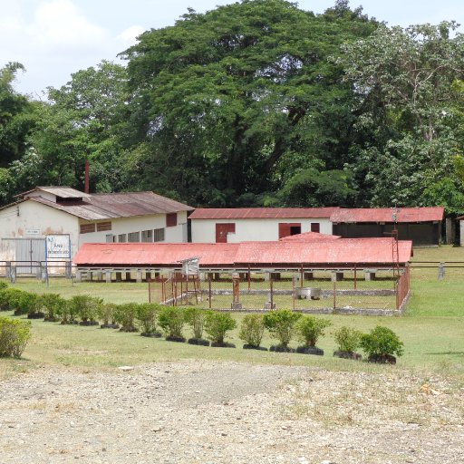 El Instituto Dominicano de Investigaciones Agropecuarias y Forestales (IDIAF)