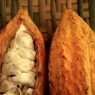 Cacao Pod