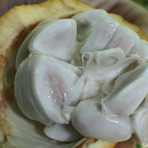 cacao pods