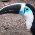 toucan observation