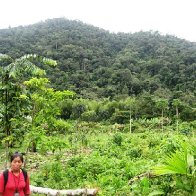 cacao production at the farms