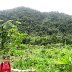 cacao production at the farms