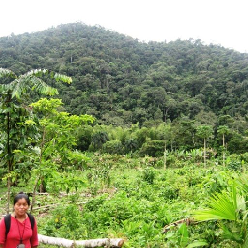 cacao production at the farms