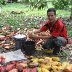 collecting the cacao