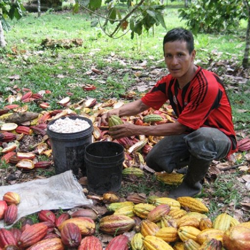 collecting the cacao