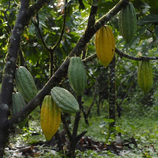 Cacao Tree and Pods