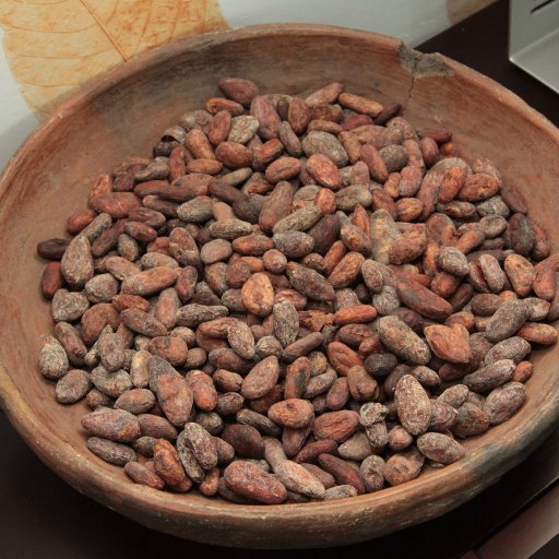 Dried Cacao beans
