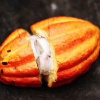 Cacao pod, opened