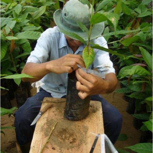 Cacao Grafting