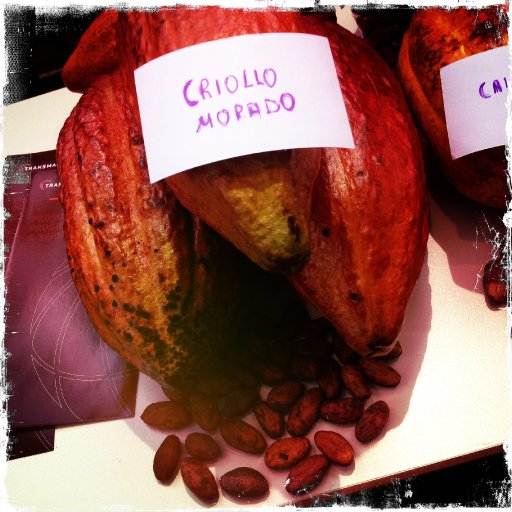 Pod photo - Criollo Morado