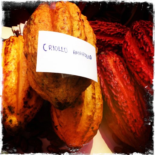 Pod photo - another criollo