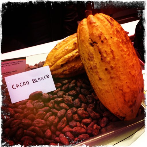 Pod photo - Cacao Blanco