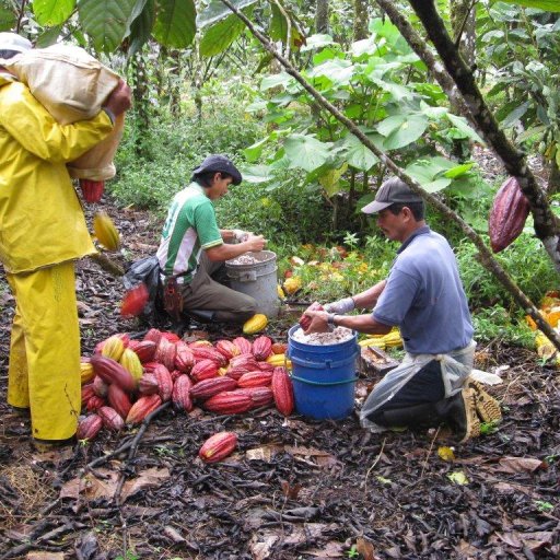 Costa Rica Braking Cacao Pods 2