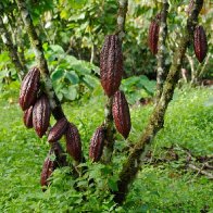 Nahua Costa Rica Cacao Tree 1