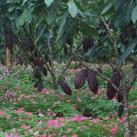 Nahua Costa Rica Cacao Tree 3
