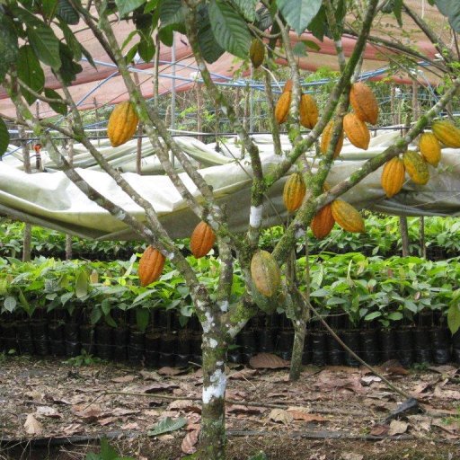 Costa Rica Cacao Tree B1clon