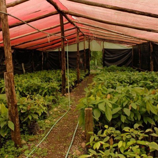 Costa Rica Cacao Tree Nursery 2