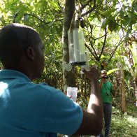 SAM_0044 Installing trap in a cocoa field.