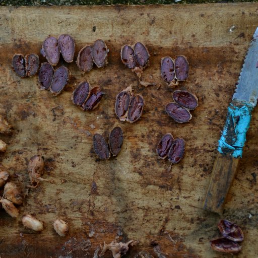 cut test of belize cacao