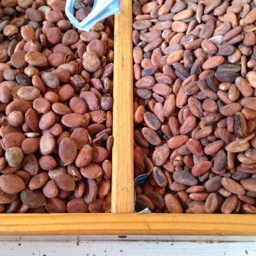 Balam and cacao in Oaxaca market