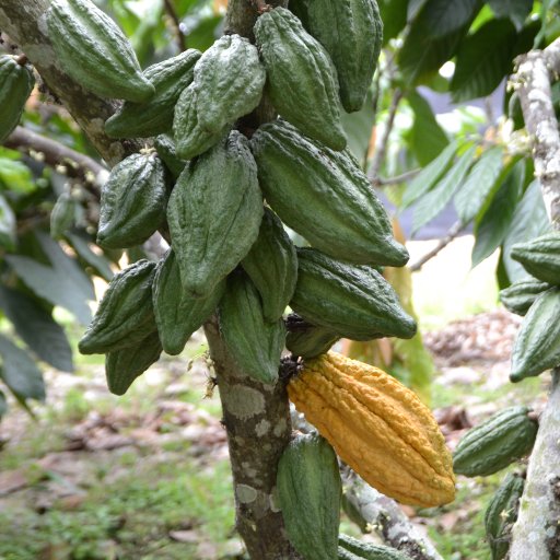 Nacional cacao