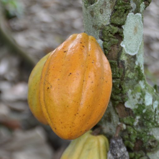 cacao in ecuador, balao