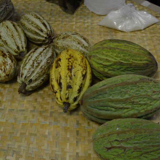 theobroma cacao and bicolor