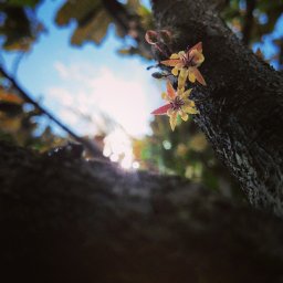 Puerto Rico Cacao